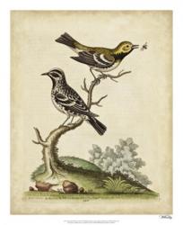 Edwards Bird Pairs VIII | Obraz na stenu