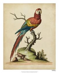 Edwards Parrots I | Obraz na stenu