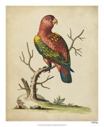 Edwards Parrots IV | Obraz na stenu