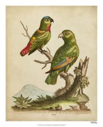 Edwards Parrots VI | Obraz na stenu