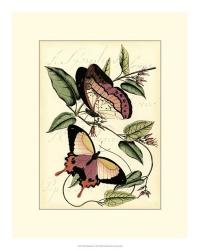 Petite Butterflies I | Obraz na stenu