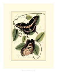 Petite Butterflies III | Obraz na stenu