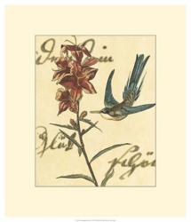 Hummingbird Reverie IV | Obraz na stenu