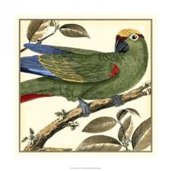 Tropical Parrot I | Obraz na stenu