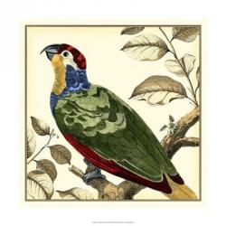 Tropical Parrot II | Obraz na stenu