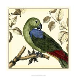 Tropical Parrot III | Obraz na stenu