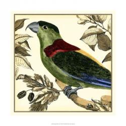Tropical Parrot IV | Obraz na stenu