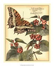 Whimsical Butterflies II | Obraz na stenu