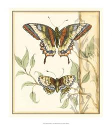 Tandem Butterflies II | Obraz na stenu