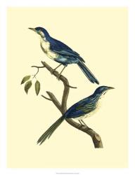 Vintage Bird Pair II | Obraz na stenu