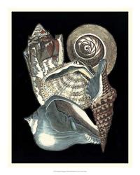 Seashell Anthology I | Obraz na stenu