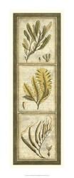 Exotic Seaweed Panel II | Obraz na stenu