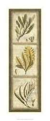 Exotic Seaweed Panel II | Obraz na stenu