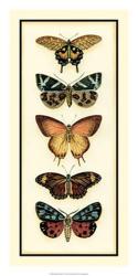 Butterfly Collector V | Obraz na stenu