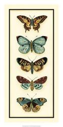 Butterfly Collector VI | Obraz na stenu