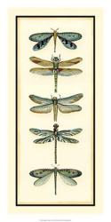 Dragonfly Collector I | Obraz na stenu