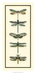 Dragonfly Collector II | Obraz na stenu
