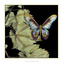 Butterfly on Vine II | Obraz na stenu