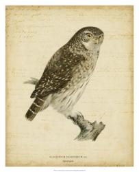 Non-Embellished Vintage Owl | Obraz na stenu