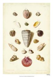 Muller Shells, Tab. III | Obraz na stenu