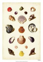 Muller Shells, Tab. XI | Obraz na stenu