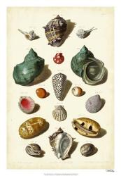 Muller Shells, Tab. V | Obraz na stenu