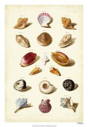 Muller Shells, Tab. VI | Obraz na stenu