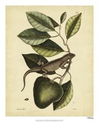 Catesby Iguana, Pl. T64 | Obraz na stenu