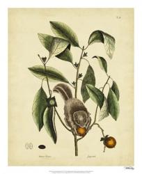 Catesby Flying Squirrel, P. T76 | Obraz na stenu