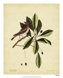Catesby The Purple Finch, Pl. T41 | Obraz na stenu