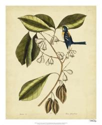 Catesby The Finch Creeper, Pl. T64 | Obraz na stenu