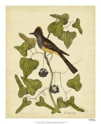 Catesby Crest. Fly-Catcher, Pl. T52 | Obraz na stenu