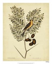 Catesby American Goldfinch, Pl. T43 | Obraz na stenu