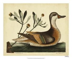 Catesby Ilatheria Duck, Pl. T93 | Obraz na stenu