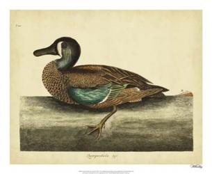 Catesby White-face Teal, Pl. T100 | Obraz na stenu