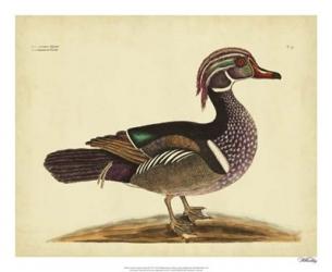 Catesby Summer Duck, Pl. T97 | Obraz na stenu