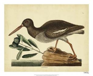 Catesby The Oyster Catcher, Pl. T85 | Obraz na stenu