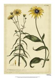 Rudbeckia and Coreopsis, Pl. CCXXIV | Obraz na stenu