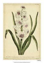 Hyacinthus, Pl. CXLVIII | Obraz na stenu