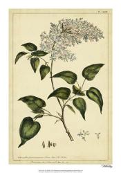 Lilac, Pl. CLXIII | Obraz na stenu