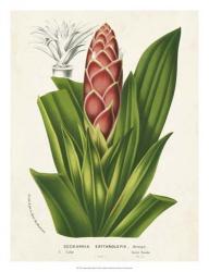 Tropical Bromeliad I | Obraz na stenu
