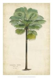 Palm of the Tropics II | Obraz na stenu