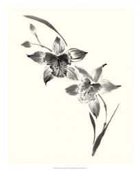 Studies in Ink - Cymbidium | Obraz na stenu