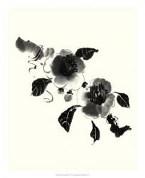 Studies in Ink - Camellia | Obraz na stenu