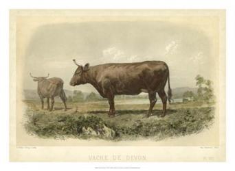 Vache De Devon | Obraz na stenu