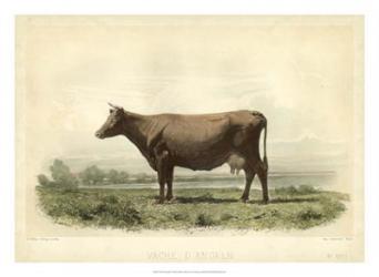 Vache D'Angeln | Obraz na stenu