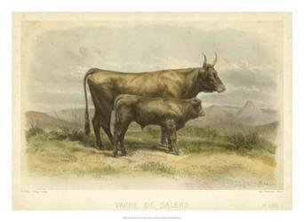 Vache De Salers | Obraz na stenu