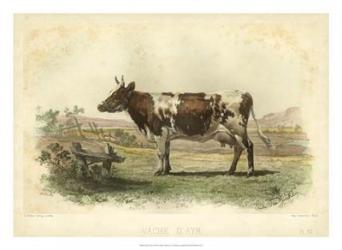 Vache D'Ayr | Obraz na stenu