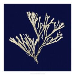 Seaweed on Navy II | Obraz na stenu