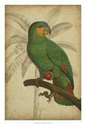 Parrot and Palm I | Obraz na stenu